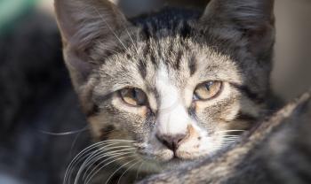 portrait of a cat in nature