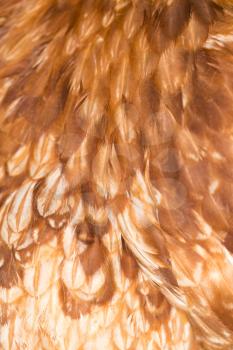A close-up of red chicken feathers