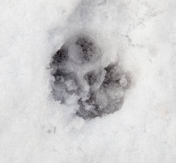 dog footprints on white snow