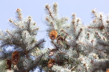blue spruce branch on the nature