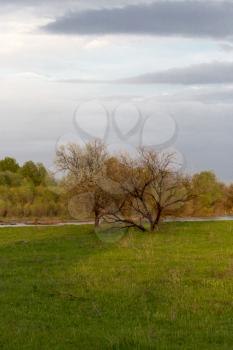 trees in spring nature