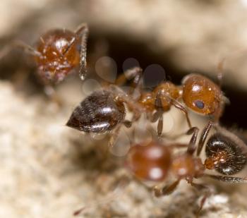 ant on the ground. Super Macro