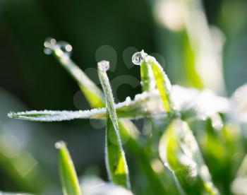 beautiful grass with dew drops