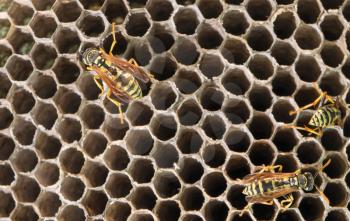 wasp on hives. close