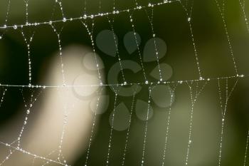 water droplets on a spider web in nature