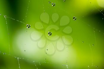 water droplets on a spider web in nature