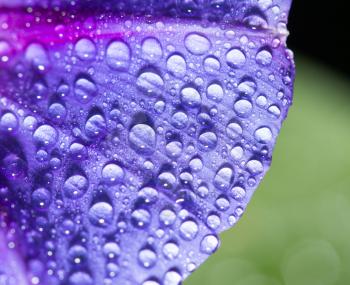 drops of water on a blue flower. close