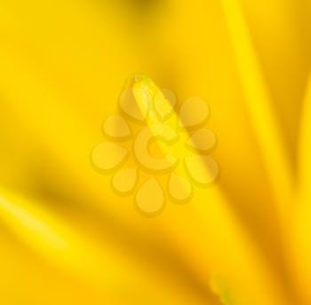 yellow flower in nature. super macro