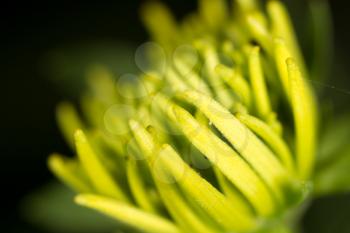 yellow flower in nature. super macro