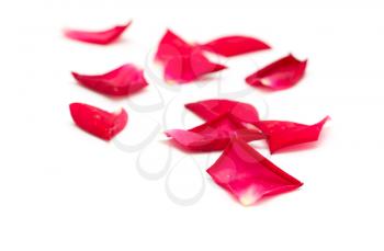 rose petals on white background