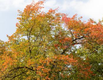 red leaves on a tree in autumn