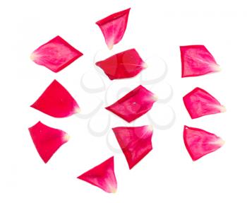 rose petals on white background