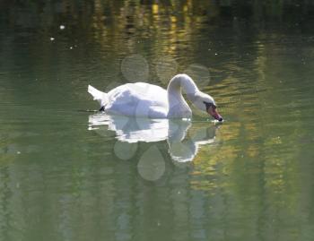 white swan on the lake