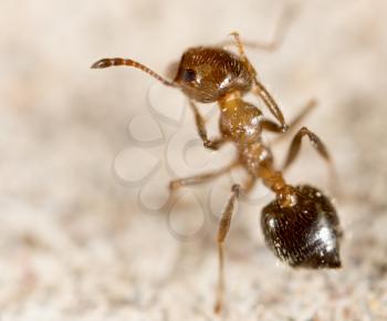 ant in nature. super macro