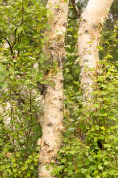 birch trunk wild in nature