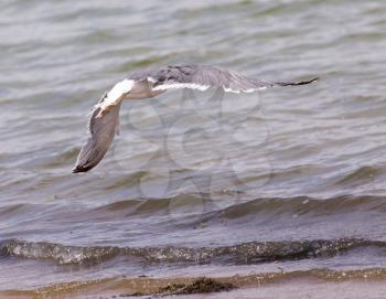 seagull in flight over the water of the lake