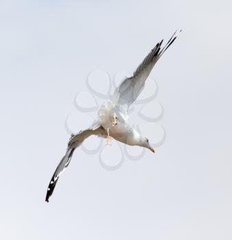 seagull in flight in the sky