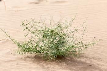 a plant in the sand in the desert