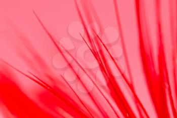 feather on a red background. close
