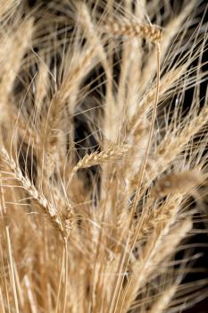 ears of wheat on a black background