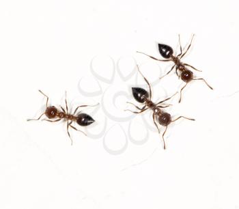 ants on a white wall