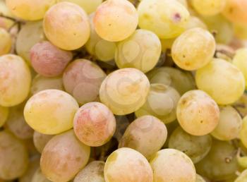 grapes as a background. close