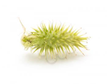 prickly fruit on a white background