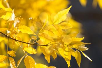 yellow leaves on the tree in autumn