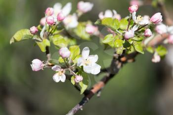 flowers on apple tree in nature