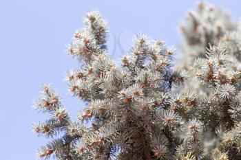 blue spruce branch on the nature
