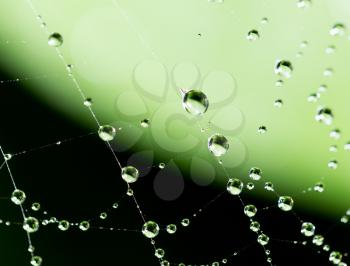 water droplets on a spider web in nature