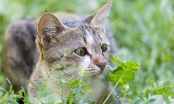 cat in the grass on the nature
