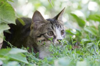 cat in the grass on the nature