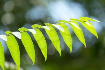 beautiful green leaves on a tree branch