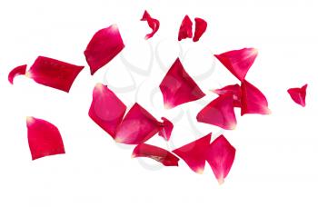 rose petals on white background