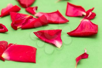 red rose petals on a green background