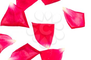 rose petals on white background