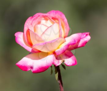 Light red rose with buds on a background of a green bush