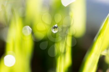 dew drops on green grass at dawn