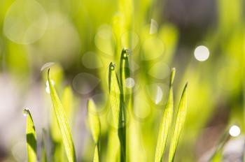 dew drops on green grass at dawn