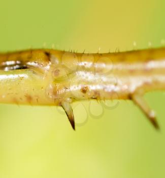 foot grasshopper. super macro
