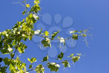 mustache grapes in nature