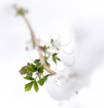 snow on the small green leaves in spring. close-up