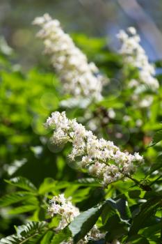 flowers of chestnut tree