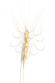 ear of wheat on a white background