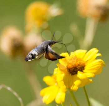 Sphingidae, known as bee Hawk-moth, enjoying the nectar of a yellow flower. Hummingbird moth. Calibri moth.