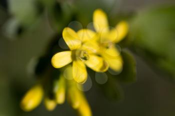 yellow flowers in nature. macro