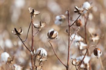 Big cotton buds bloom on a blurred background