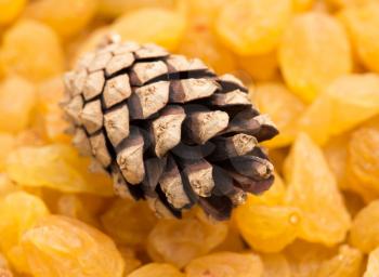 pine cones on a yellow raisins
