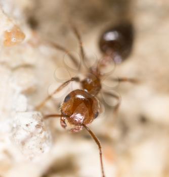 ant on the ground. Super Macro